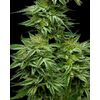 Mountaintop Mint, Фасовка: 3, изображение 2